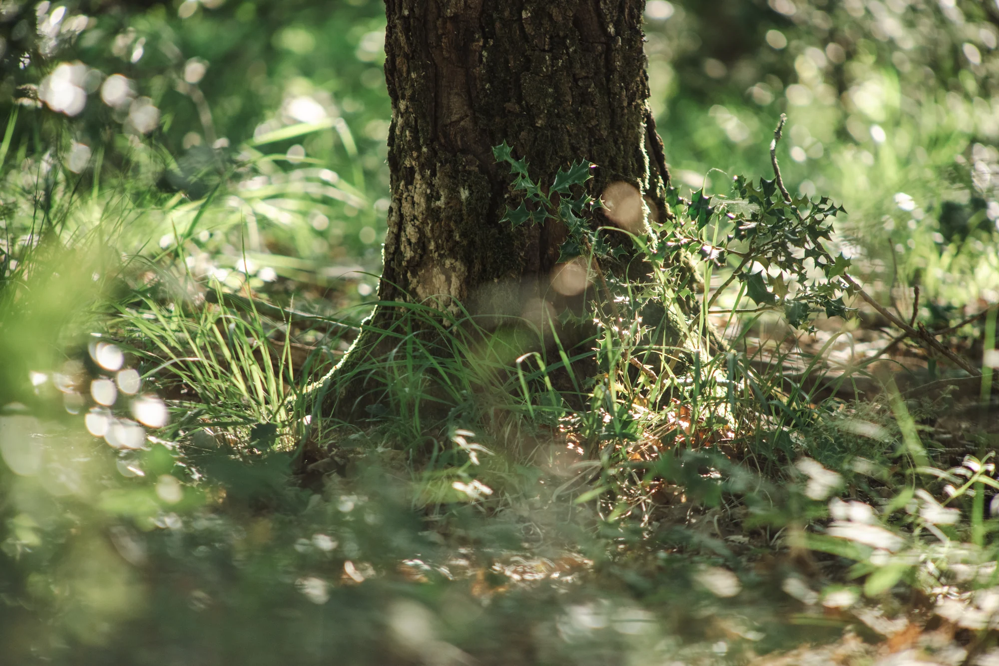 Approche vivante — nature, sous-bois, lumière